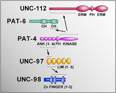 Interactions between UNC-112, UNC-97, PAT-4, PAT-6 and UNC-98 as determined
                    by yeast two-hybrid Figure 4 analysis