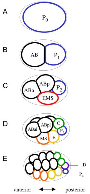 Generation of founder cells in the early embryo