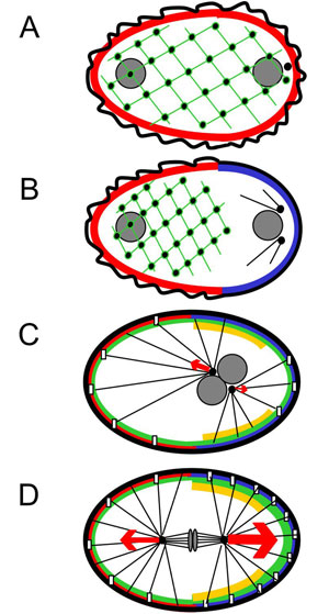 AP polarity and spindle positioning in one-cell stage embryos