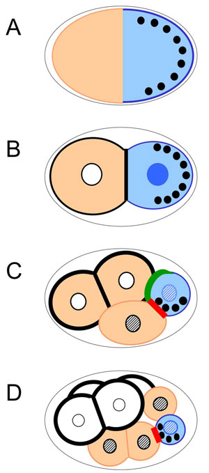 Asymmetric localization of polarity mediators and cell fate determinants in the early embryo
