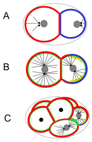 Polarity and spindle positioning in two to six-cell stage embryos