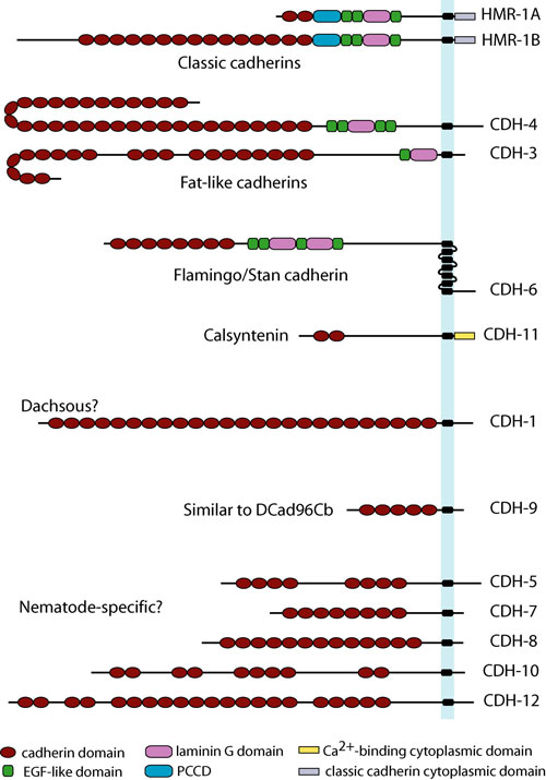 Structural diversity of the cadherin superfamily in C. elegans figure 1