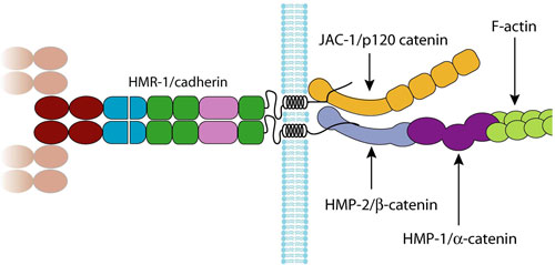 The organisation of the C. elegans cadherin-catenin complex figure 2