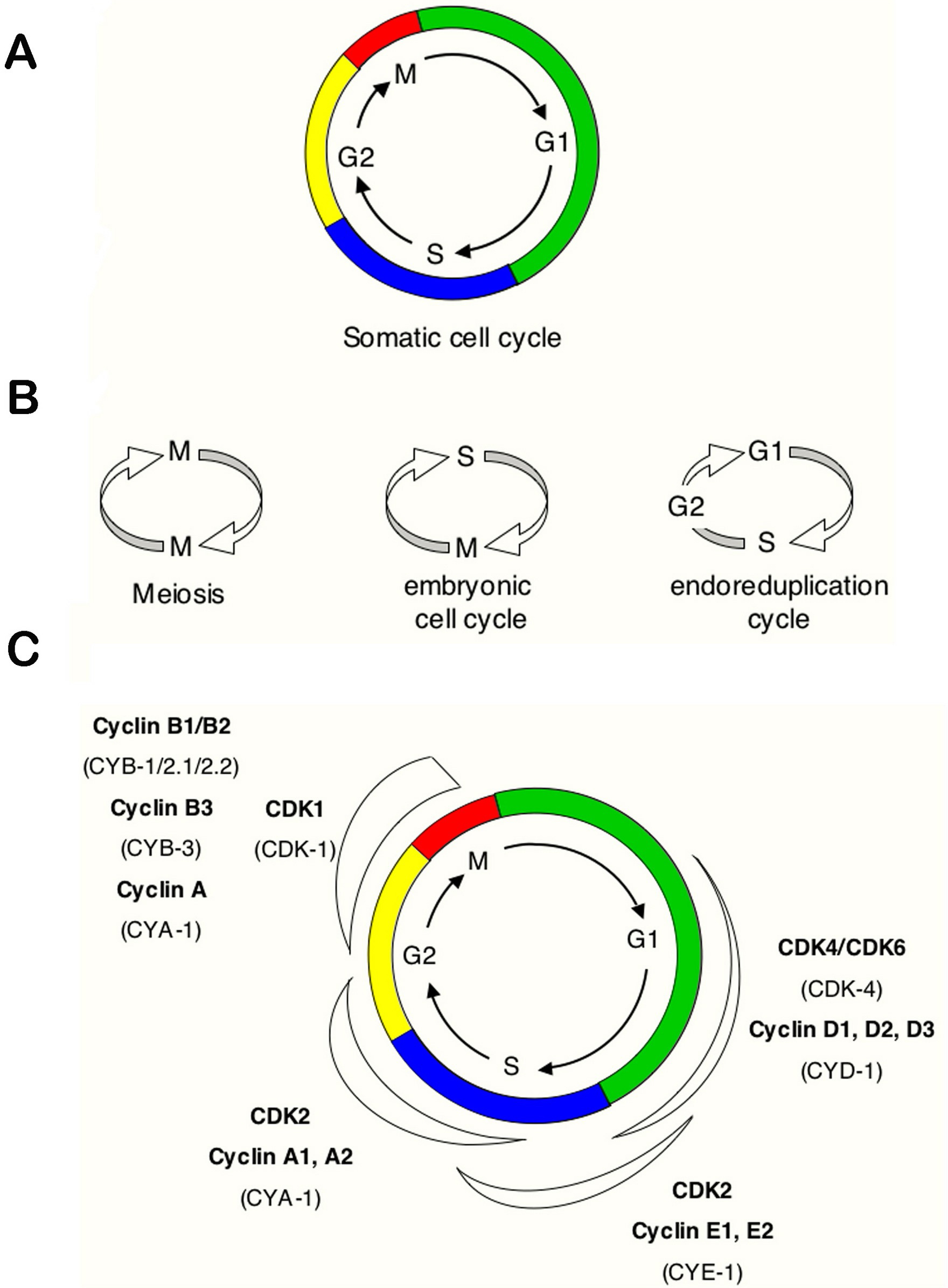 Cell-cycle regulation