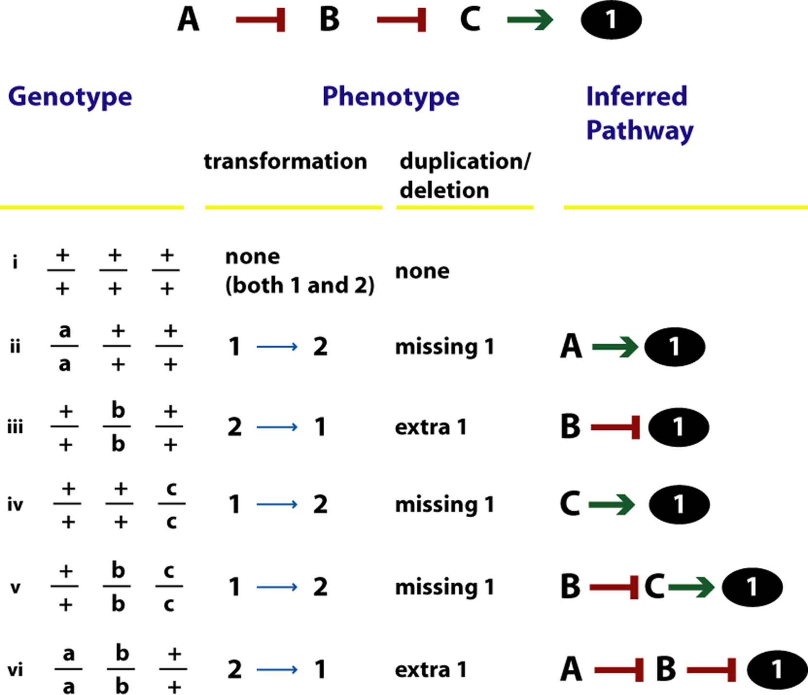 Genetic dissection of developmental pathways