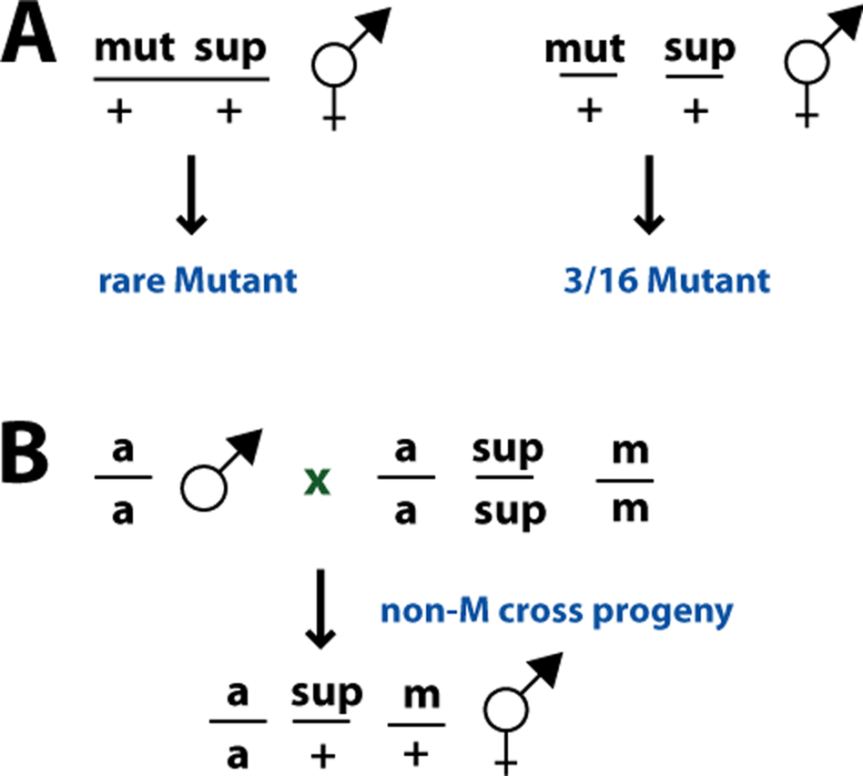 Epitasis Analysis of suppressor mutations figure 20