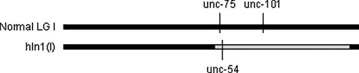 Diagram of genotype of reference hIn1 inversion strain. The unc-75 and unc-101 mutations are carried on the normal LG I. figure 4