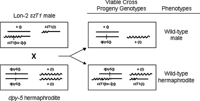 Example of a crossing scheme using spontaneous Lon-2 males from an szT1 strain to balance a dpy-5 mutation figure 6