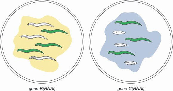  Genome-wide RNAi feeding figure 3