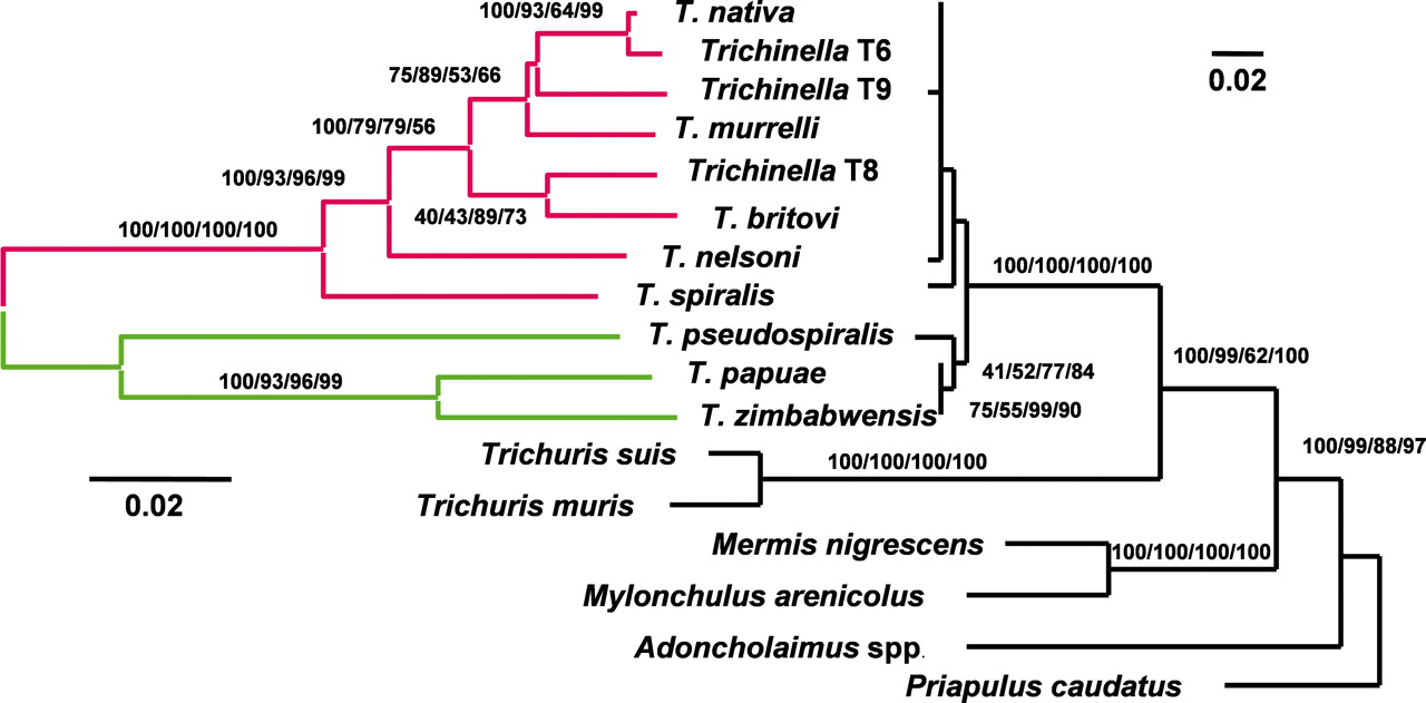 Trichinella taxonómia