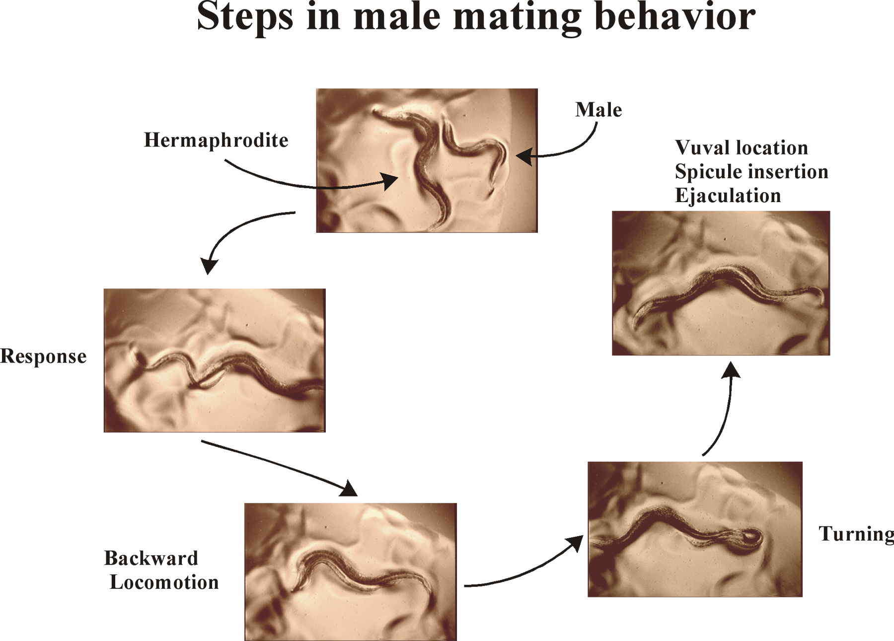 Male mating behavior