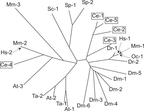 WormBook Mechanism and Regulation of Translation inC. elegans figure 3