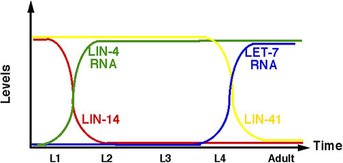 microRNAs figure 2