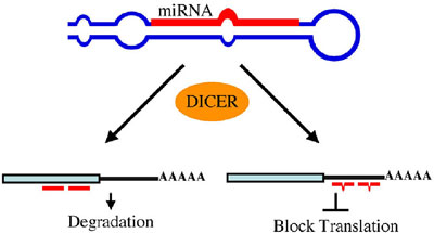 microRNAs figure 5