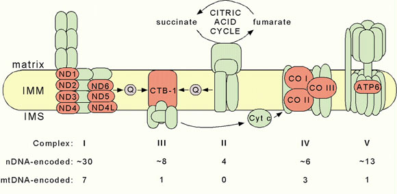  MRC complexes figure 2