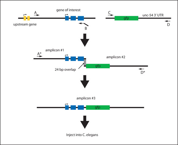 Generating a C-terminal translational PCR fusion figure 3