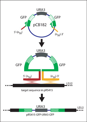 Isolation of GFP fusion construct figure 9