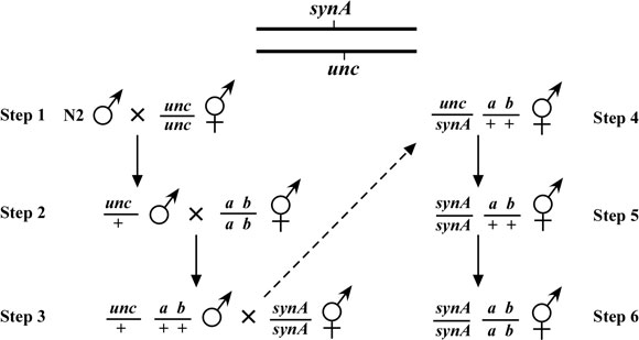 Synthetic and enhancer mutations figure 9-1