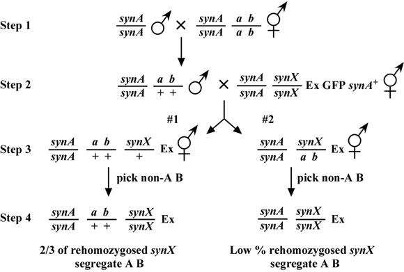 Synthetic and enhancer mutations figure 9-2