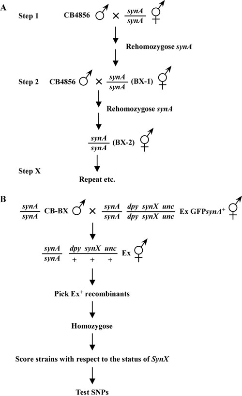 Synthetic and enhancer mutations figure 9-6