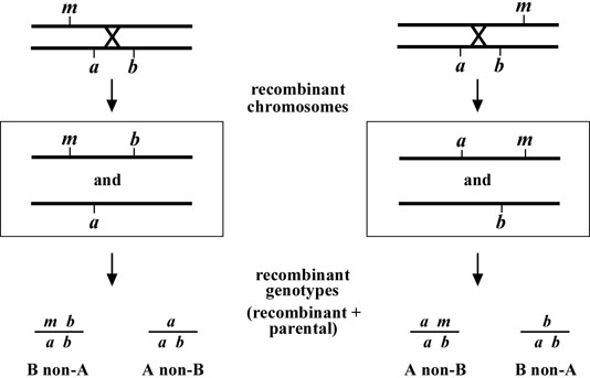 three-point mapping with genetic markers Figure 3-1
