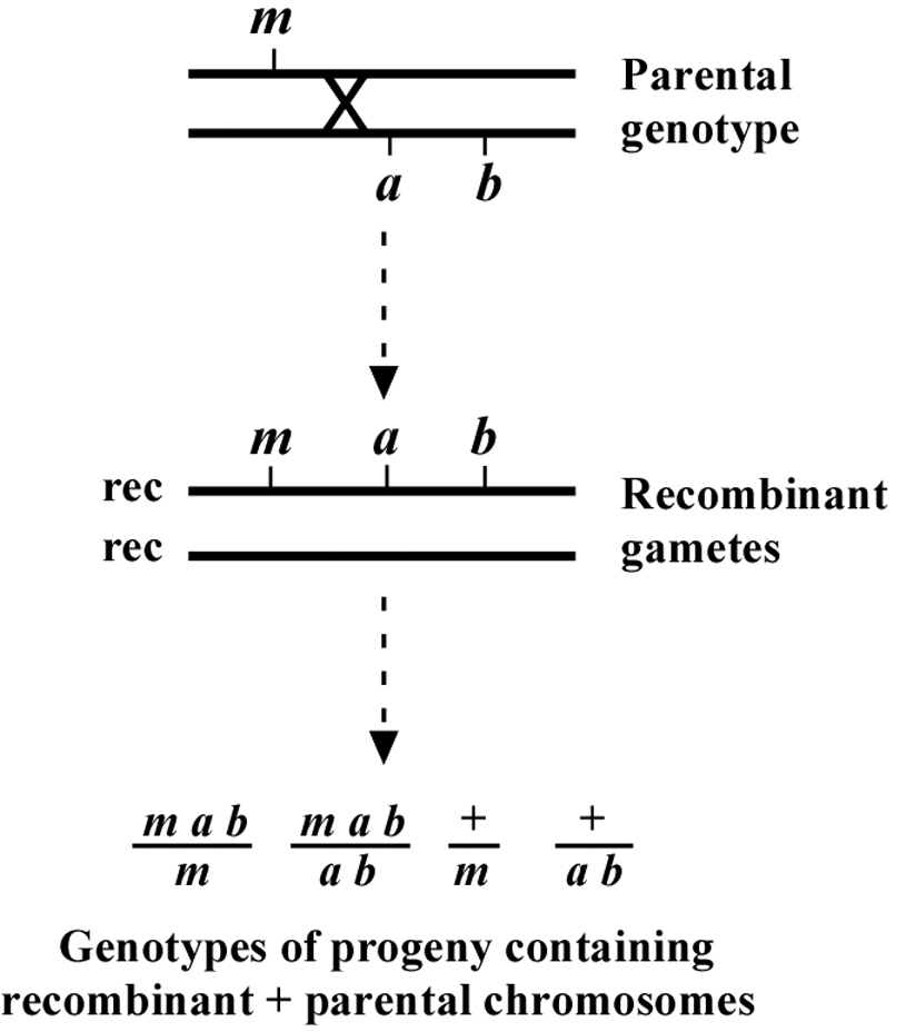 1 Map Unit Is Equal To two-point mapping with genetic markers Figure 2-2