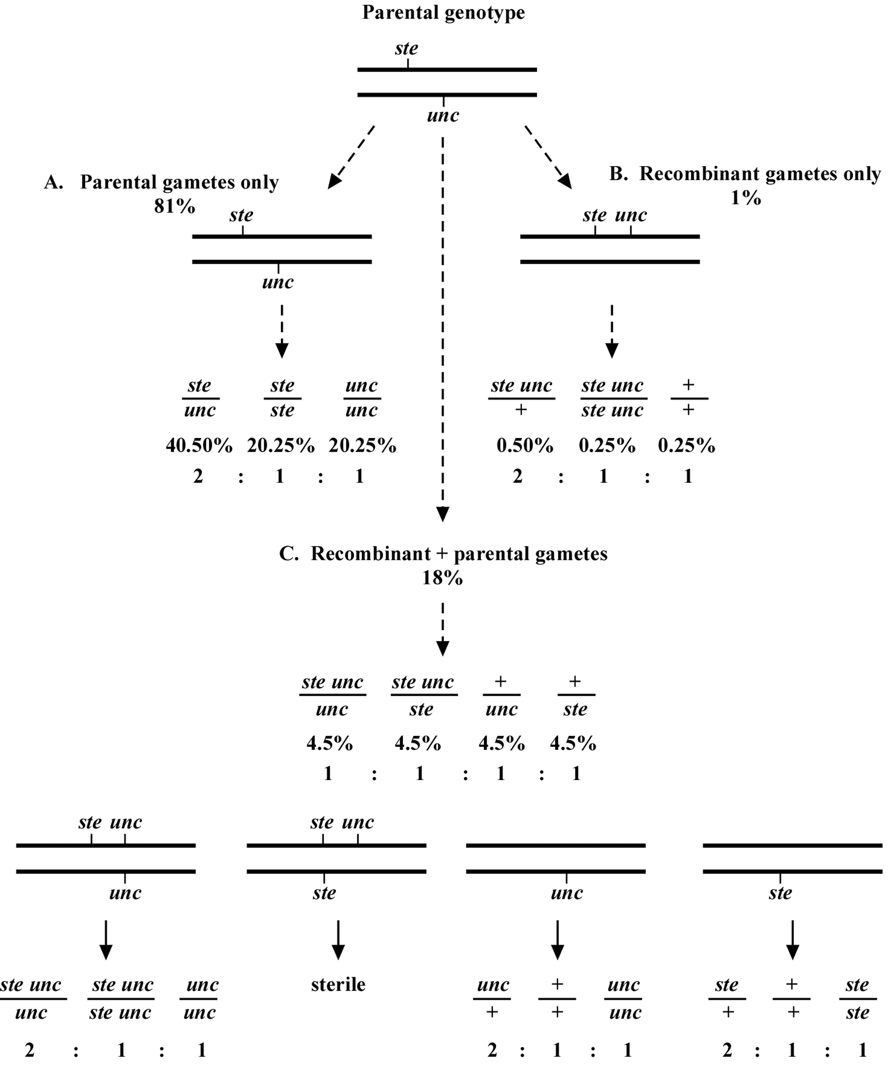two-point mapping with genetic markers Figure 2-3