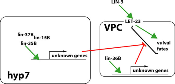 Synthetic multivulva mutants suggest signaling from hyp7 to VPCs 