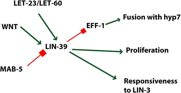 Roles of LIN-39